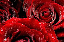 Imgenes de amor rosas rojas